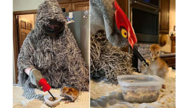 Costumed ‘Ugly Mom’ helps orphaned sandhill cranes