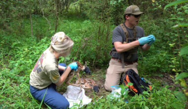 NC scientists are studying Triangle deer. Here's what they're finding out.