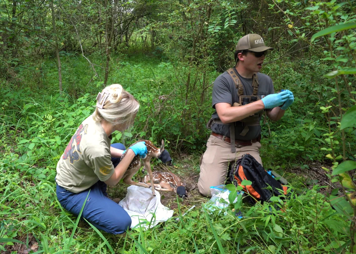 NC scientists are studying Triangle deer. Here's what they're finding out.