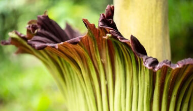 Scientists Studying Earth's Flowering Plants Issue a Stark Warning to Humanity