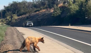 Oregon bear wandered 25 miles, won hearts online, then was euthanized in Shady Cove