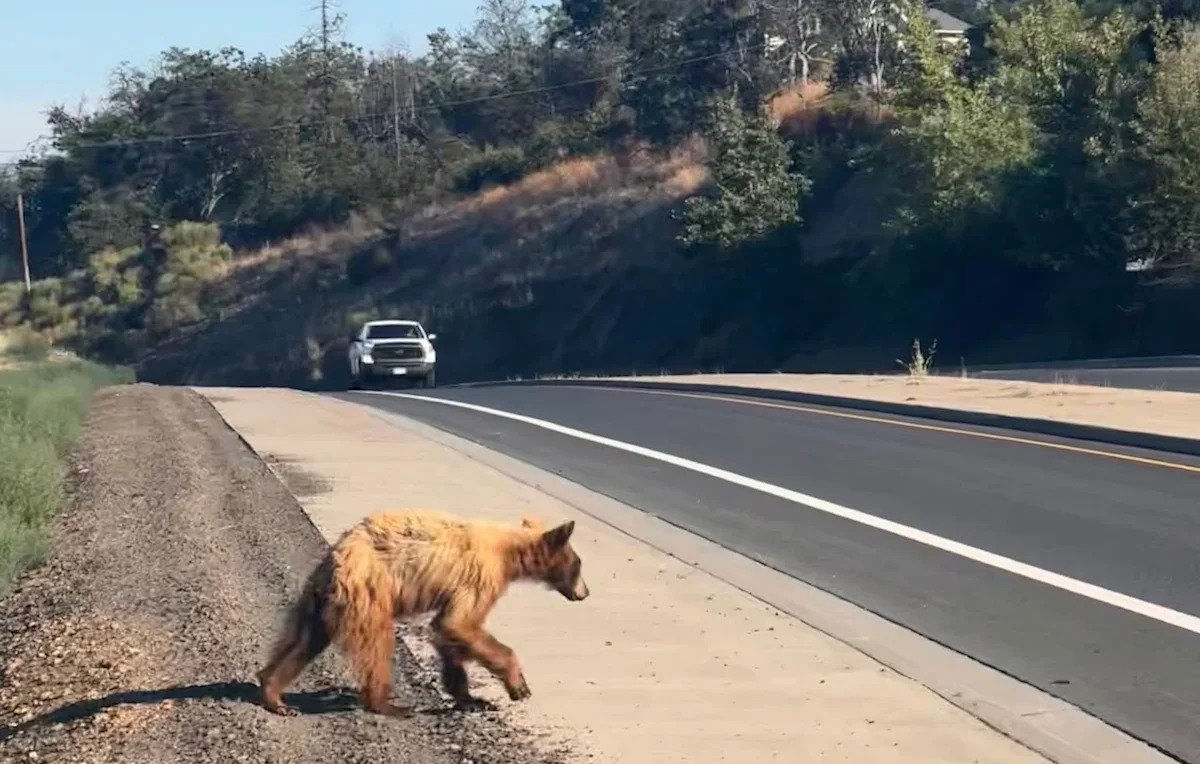 Oregon bear wandered 25 miles, won hearts online, then was euthanized in Shady Cove