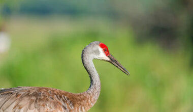 Florida sandhill crane squares off with alligator to protect chick on golf course