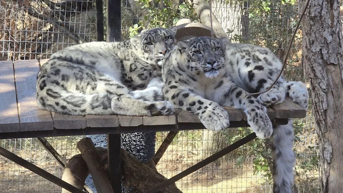 2 snow leopards at a California sanctuary get Valley fever as fungus from soil also threatens humans
