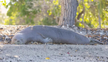 Wildlife photographer looking for native goose stumbles upon one of Hawaiʻi's rarest animals