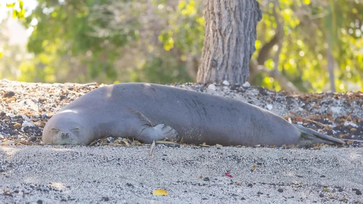Wildlife photographer looking for native goose stumbles upon one of Hawaiʻi's rarest animals