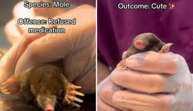 Grumpy badger arrives with a painful rump wound, then bounces back after days in care