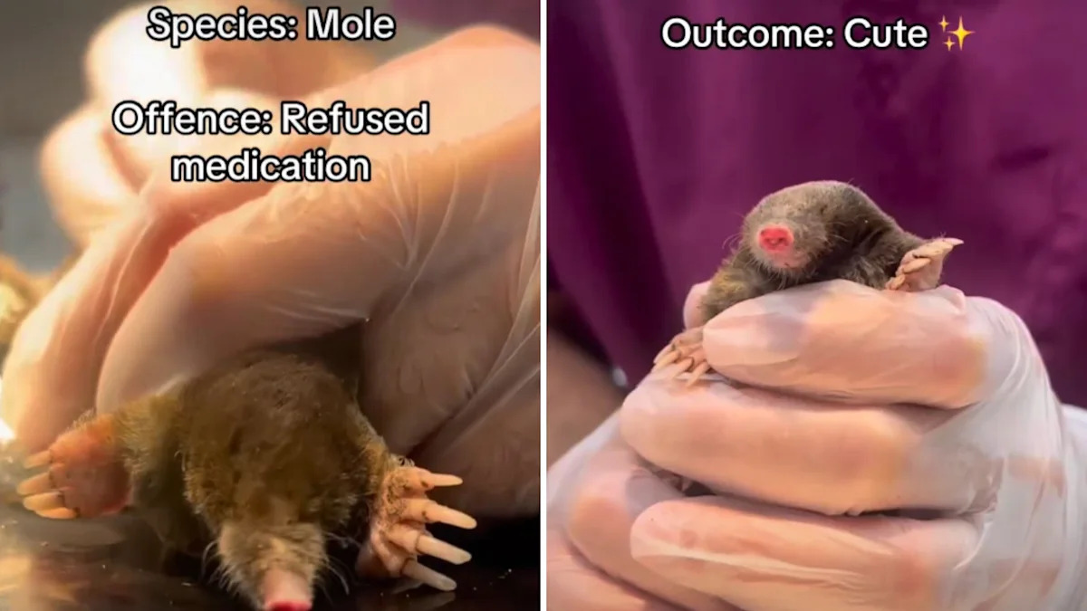 Grumpy badger arrives with a painful rump wound, then bounces back after days in care