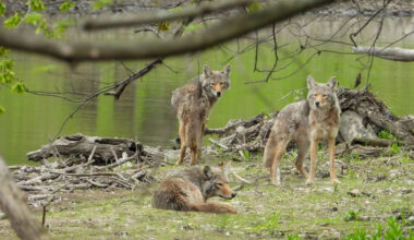 Canada teen attacked by 3 coyotes while biking home, escapes by climbing onto a rock