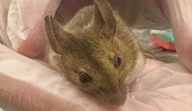 England field mouse survives cat attack, gets treatment, and bolts back into the wild