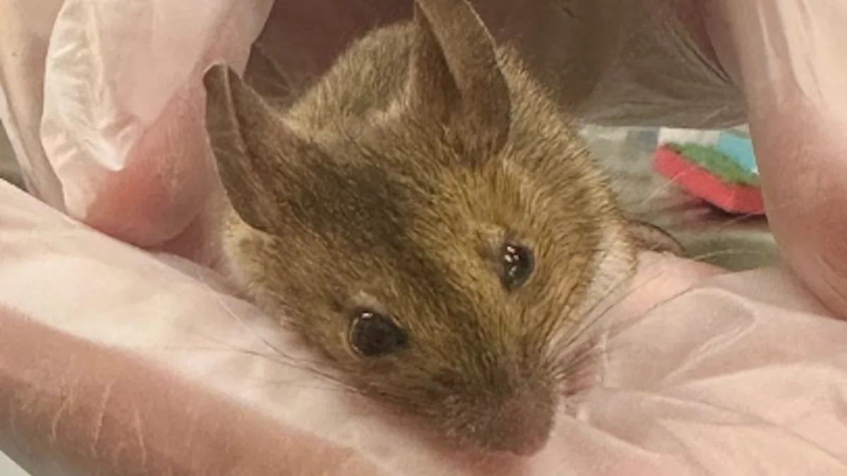 England field mouse survives cat attack, gets treatment, and bolts back into the wild