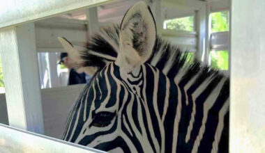 Authorities search Nebraska home and find a zebra among nearly 60 neglected animals