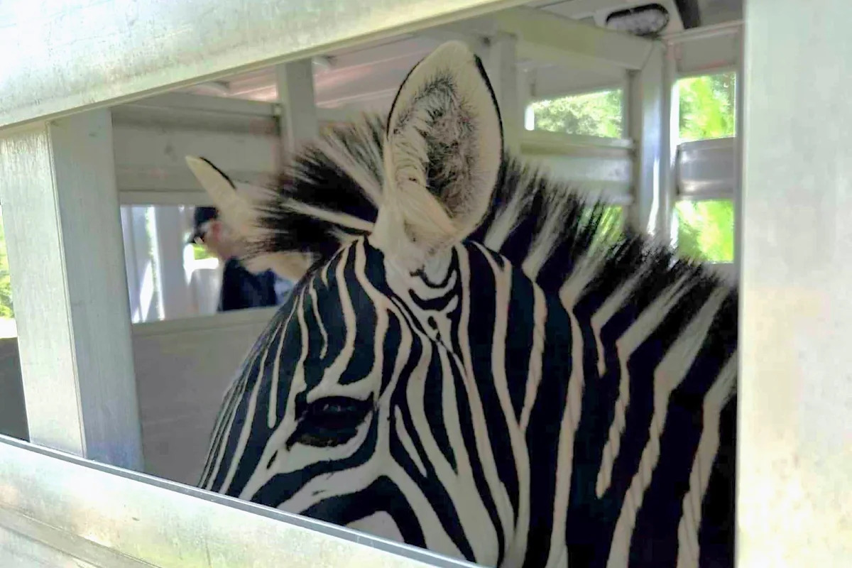 Authorities search Nebraska home and find a zebra among nearly 60 neglected animals