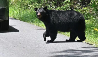Black bear bumbled around the Massachusetts coast until police tranquilized it and moved it