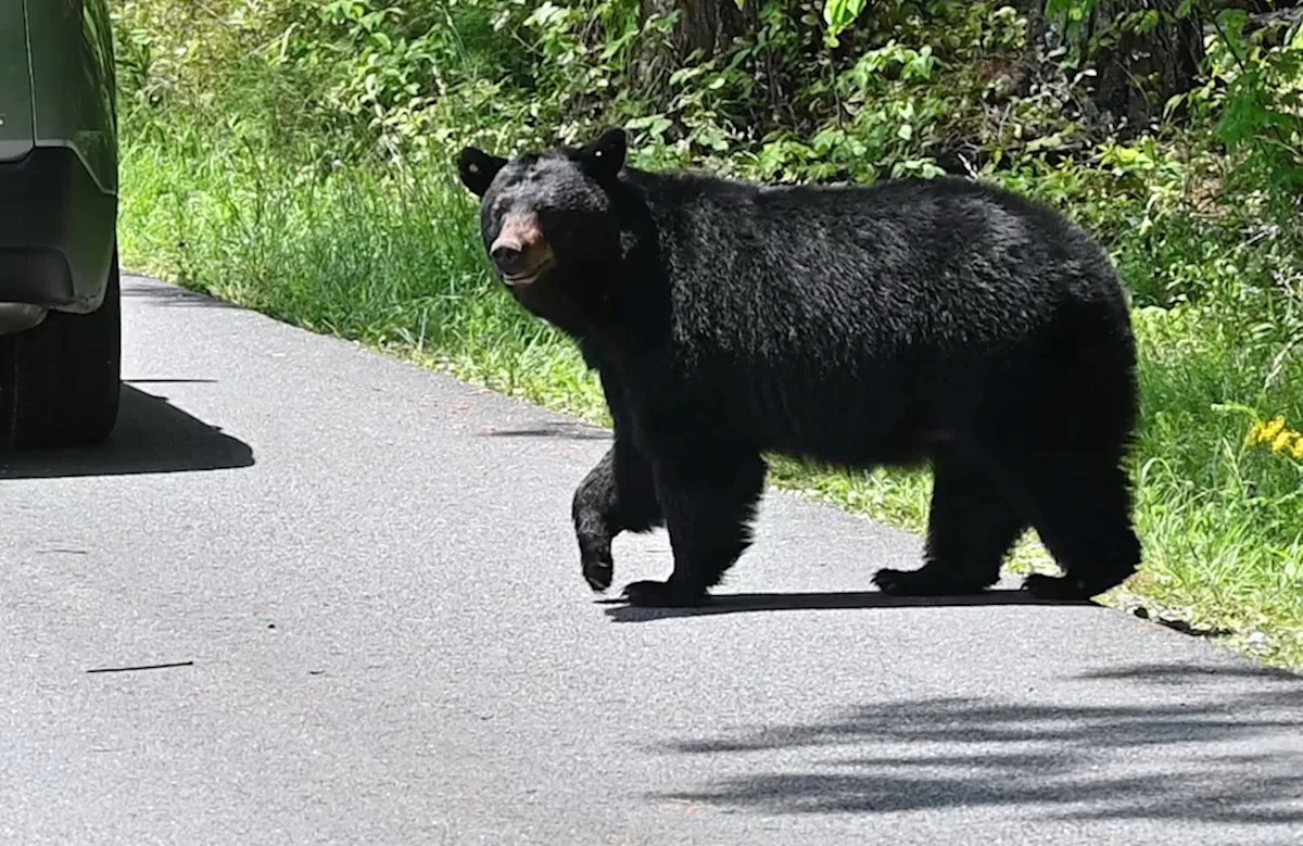Black bear bumbled around the Massachusetts coast until police tranquilized it and moved it