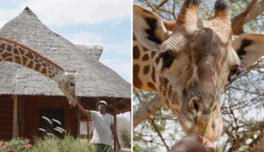 Orphaned giraffe returns to her home after 8 months in the wild and recognizes every keeper