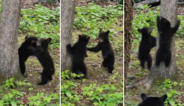 2 bear cubs play-fight in a tree, then their mom arrives and ends it fast