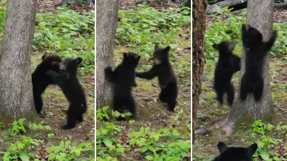 2 bear cubs play-fight in a tree, then their mom arrives and ends it fast