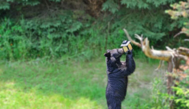 Georgia homeowner warns neighbors after camera catches black bear raiding bird feeder