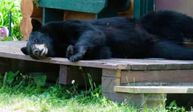 Colorado bear lounges on backyard patio feet from barking dog, then calmly strolls away