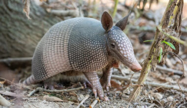 Armadillos have established breeding populations in Indiana, and they're pushing north and west