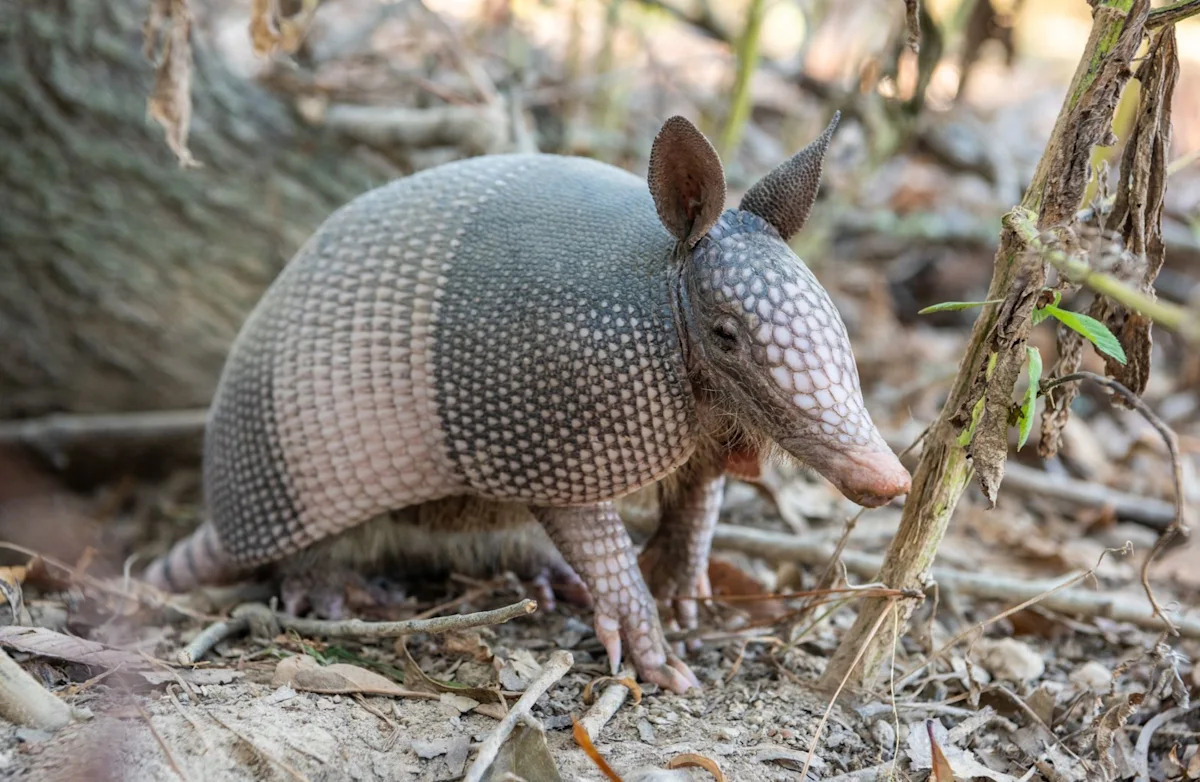 Armadillos have established breeding populations in Indiana, and they're pushing north and west
