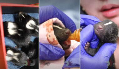 Toronto stranger arrives with shoebox of 3 baby skunks, then a fourth turns up by the road