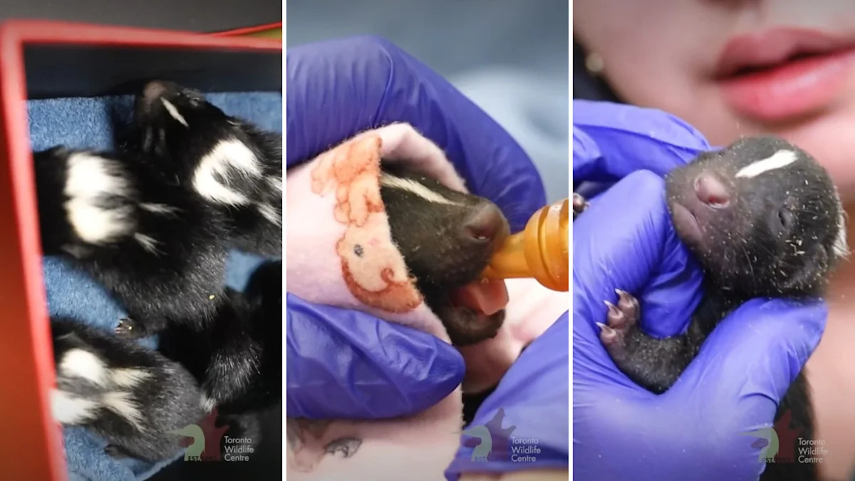 Toronto stranger arrives with shoebox of 3 baby skunks, then a fourth turns up by the road