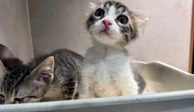 Found on the roadside with 12 kitten siblings, Woodstock is thriving just 2 weeks after adoption