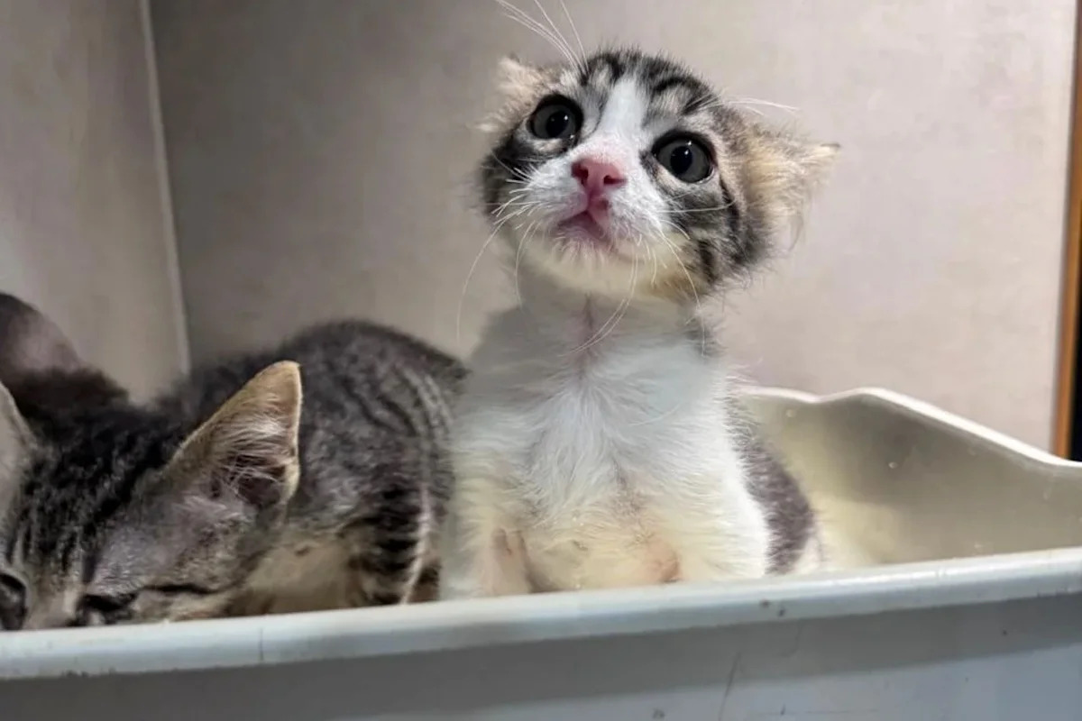 Found on the roadside with 12 kitten siblings, Woodstock is thriving just 2 weeks after adoption