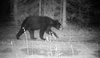 Rhode Island man steps out for a cigarette, then fights off a black bear in his backyard