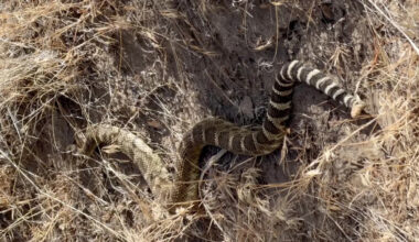 Oregon hikers warned after 3-foot rattlesnake silently slithers by Smith Rock trail