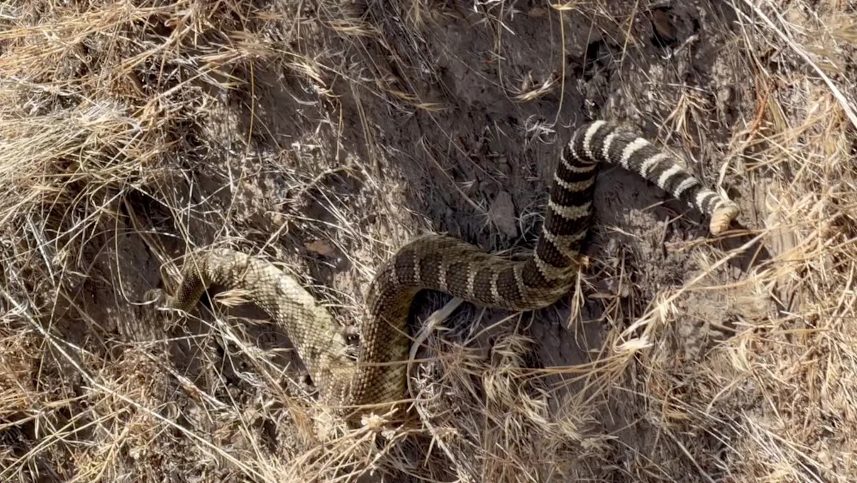 Oregon hikers warned after 3-foot rattlesnake silently slithers by Smith Rock trail