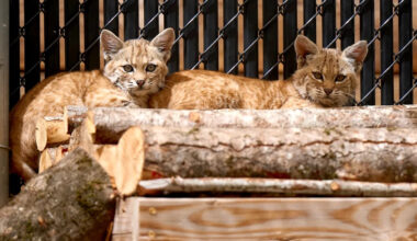 California rescues 4 orphaned bobcat kittens, then keeps them wild enough to go home