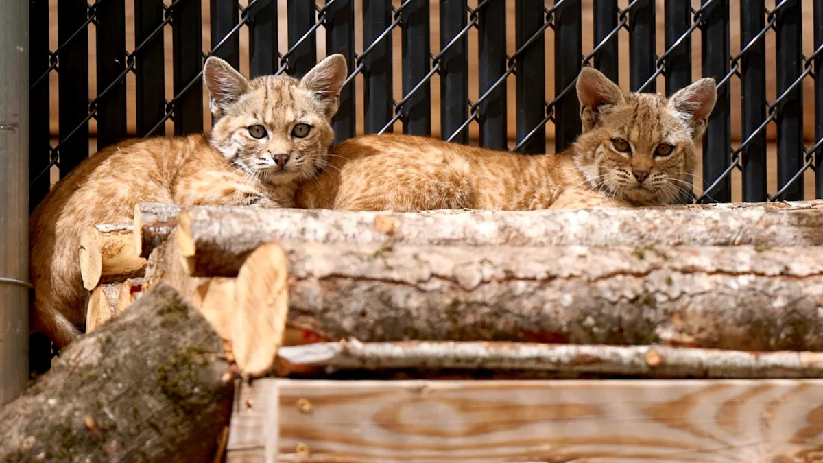 California rescues 4 orphaned bobcat kittens, then keeps them wild enough to go home