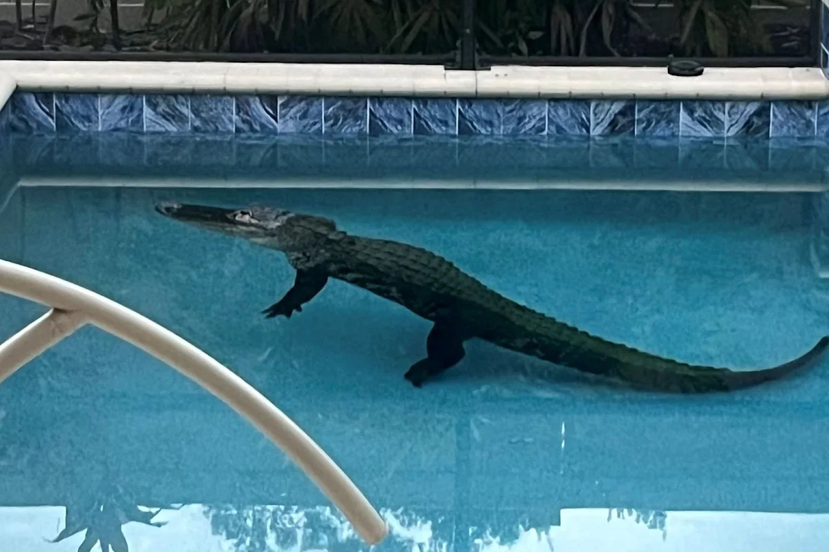 Ring camera captures 9-foot alligator crashing through a Florida pool screen at dawn