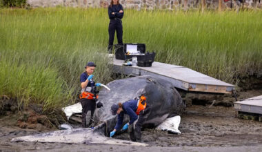 Massachusetts crews work to move 30-foot whale found stuck under a private dock