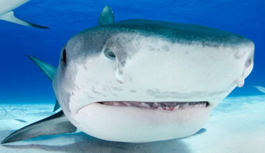Massachusetts' first tiger shark of the season appears off Cape Cod, feeding on a leatherback turtle