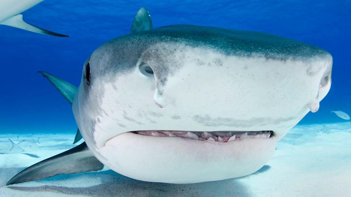 Massachusetts' first tiger shark of the season appears off Cape Cod, feeding on a leatherback turtle