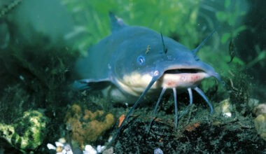 Scientists discover 1st known likely transmissible cancer in wild catfish