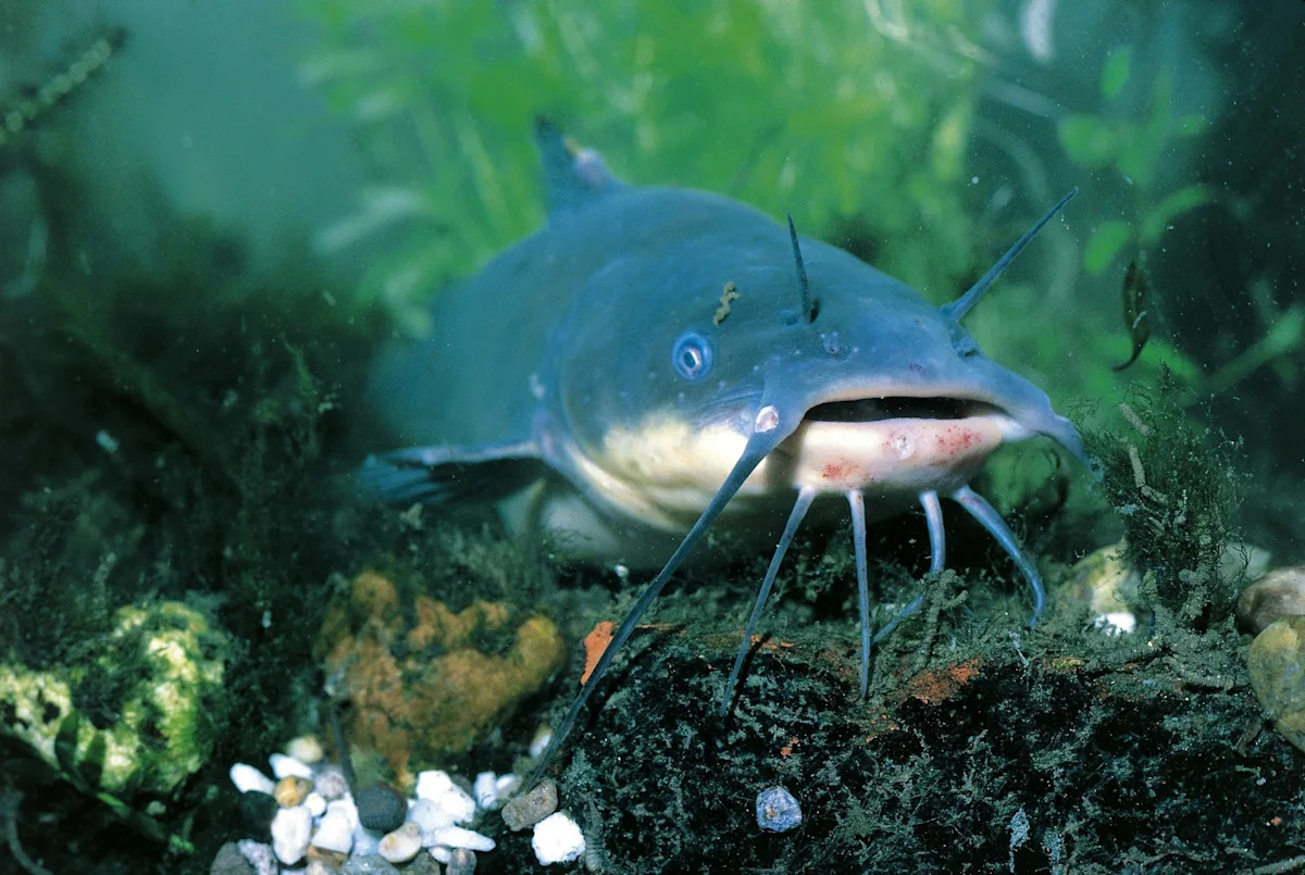 Scientists discover 1st known likely transmissible cancer in wild catfish