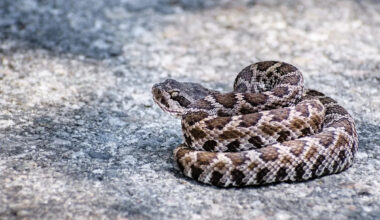 Man bit by rattlesnake in California, requires 54 rounds of antivenom
