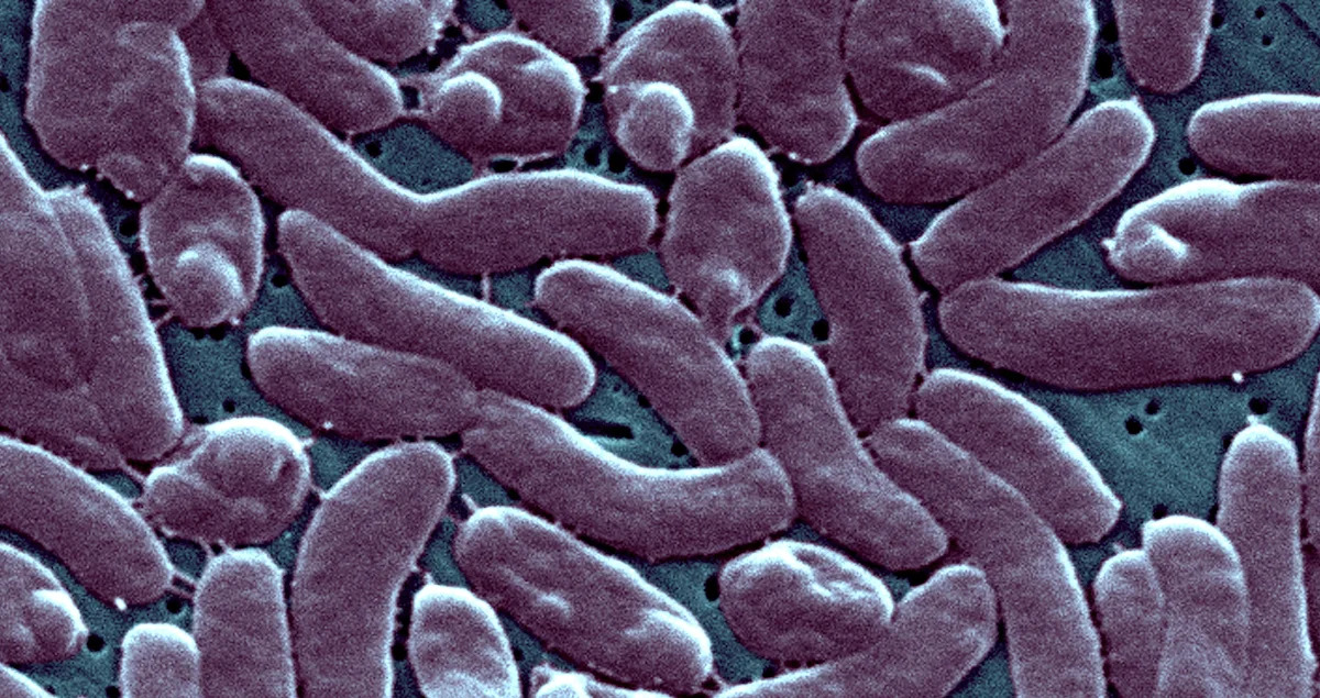 Florida reports first 2026 death from flesh-eating bacteria. How to reduce your risk of Vibrio vulnificus infection before dining or swimming in the ocean.