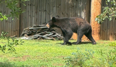 Police issue warning after black bear spotted in metro Atlanta neighborhood – 95.5 WSB