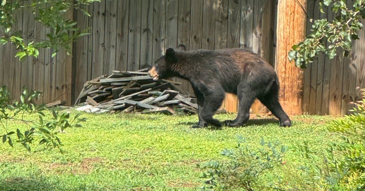 Police issue warning after black bear spotted in metro Atlanta neighborhood – 95.5 WSB