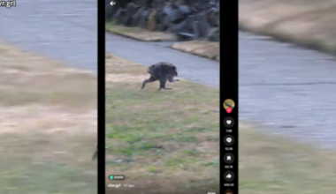 Eccentric-looking Seattle raccoon named ‘Jimothy’ goes viral – KIRO 7 News Seattle