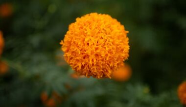 Is a humble flower a new superfood? - WSB-TV Channel 2