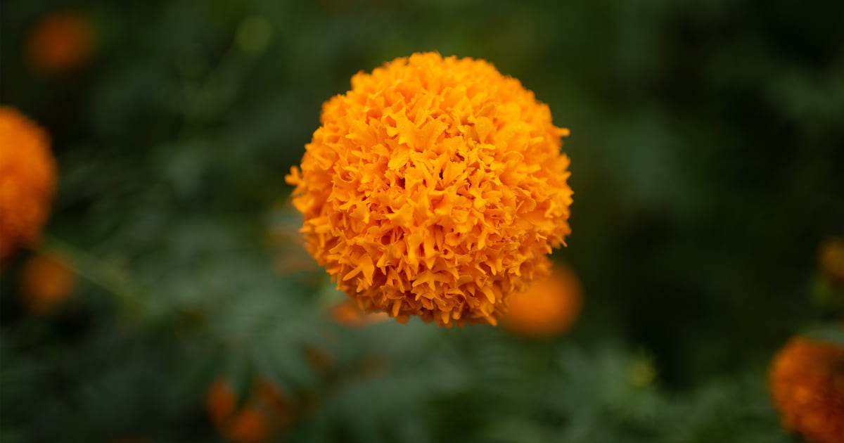 Is a humble flower a new superfood? - WSB-TV Channel 2