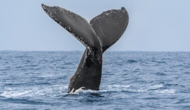 Whale sinks fire crew's rescue boat in unexpected encounter - WSB-TV Channel 2