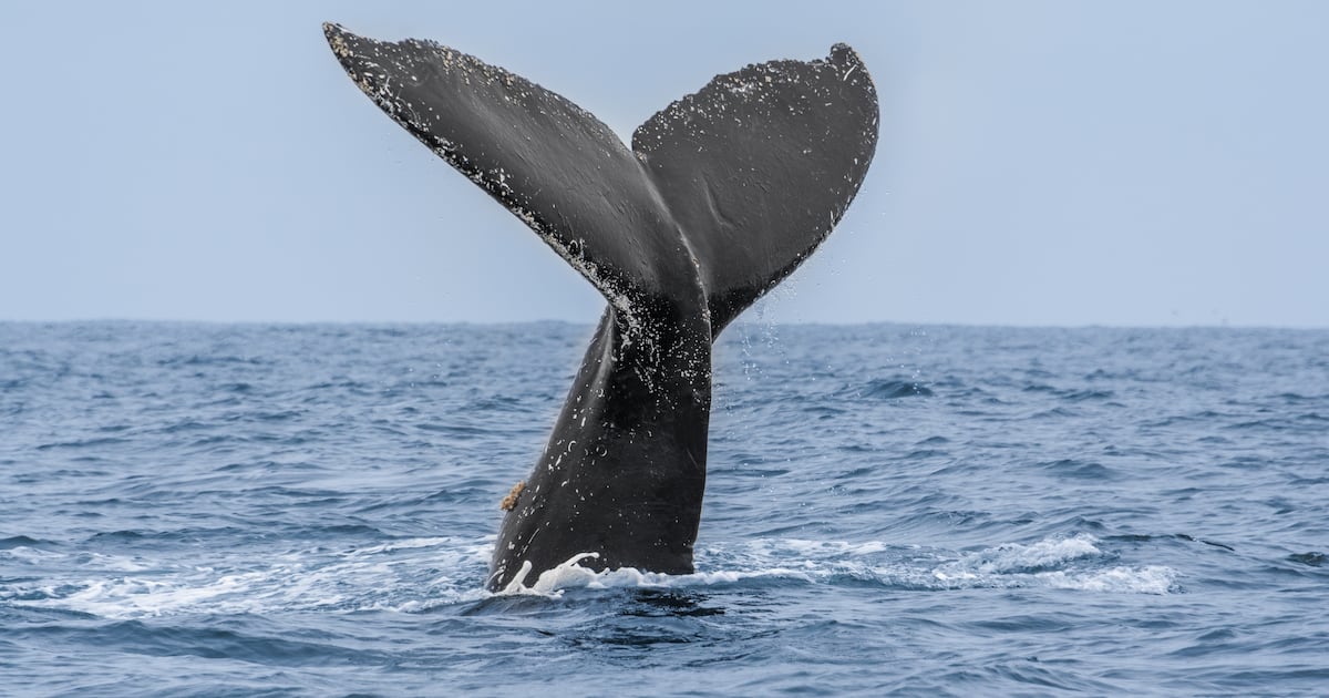 Whale sinks fire crew's rescue boat in unexpected encounter - WSB-TV Channel 2